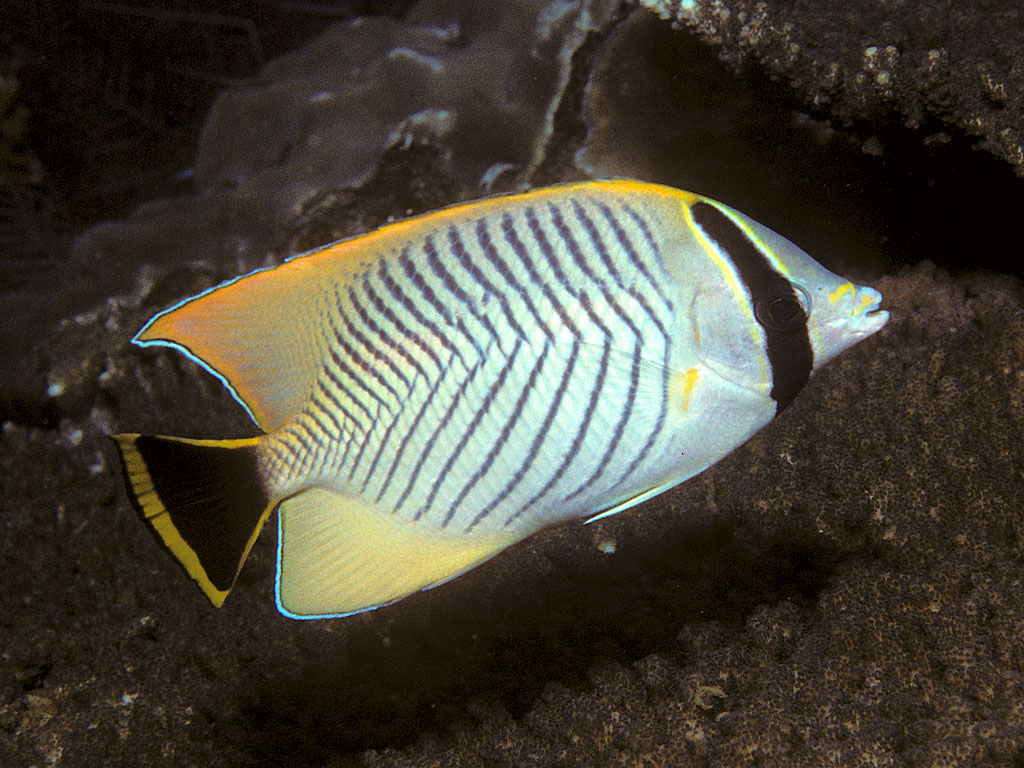 Chaetodon trifascialis (Pesce farfalla gallonato)